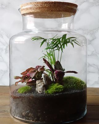 Jar Garden Ideas, Butterfly Blue Morpho, Plants In Glass Jars, Best Terrarium Plants, Jar Garden, Terraria Tips, Terrarium Workshop, Jar Terrarium, Plant In Glass