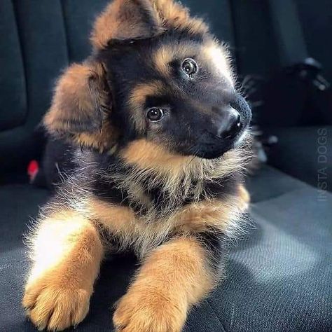 Caine Husky, Ras Anjing, Cele Mai Drăguțe Animale, Psy I Szczenięta, Super Cute Puppies, Gsd Puppies, Baby Animals Pictures, Animale Rare, Cute Little Puppies