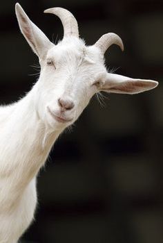 White Goat, Arte Do Hip Hop, Raising Goats, Cute Goats, A Goat, Goat Farming, Baby Goats, Tom Brady, Animal Faces