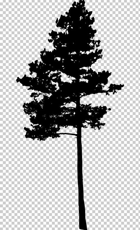 Cypress Tree Silhouette, Tree Silloutes, Pine Tree Drawing, Forest Tattoo, White Branches, Ski Poster, Pencil Trees, Landscape Painting Tutorial, Forest Tattoos