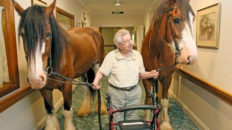 Clydesdale horses surprise residents at Tarragal House nursing home | DailyTelegraph Animal Therapy, Clydesdale Horses, Horse Therapy, Draft Horse, Big Horses, Therapy Animals, Nursing Homes, Horse Videos, Most Beautiful Horses