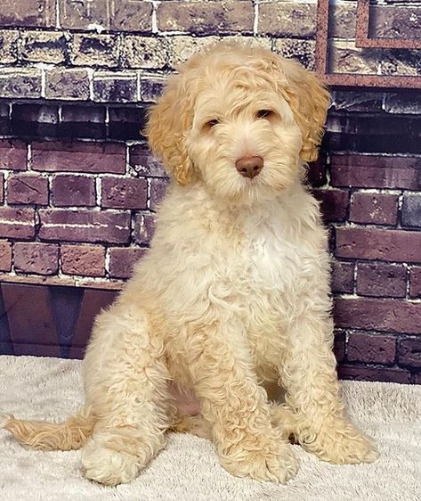 Raising Puppies, Labradoodle Breeders, Crockett Doodles, Labradoodle Puppies, Australian Labradoodle, Deer Creek, Labradoodle Puppy, Needle Punch, Perfect Family