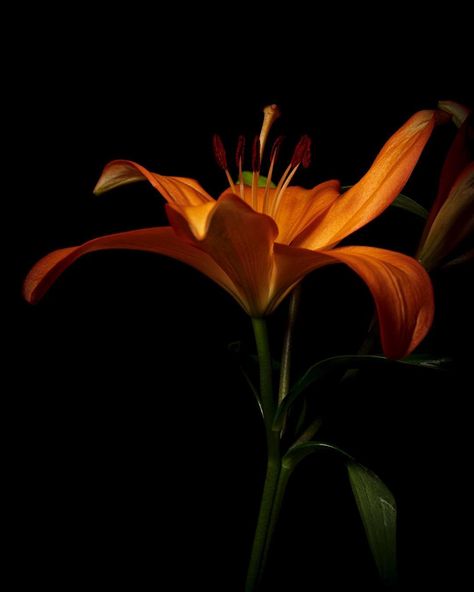 Joseph Zmuda on Instagram: “Orange lily.  #flower #flowerphotography #macrophotography #kings_flora #flowerstalking #flowerslovers #blooms #flowersofinstgram…” Tiger Lily Aesthetic, Black Orange Aesthetic, Orange And Black Aesthetic, Dark Orange Flowers, Tiger Tongue, Lily Aesthetic, Orange Lily Flower, Fairycore Wallpaper, Orange Lilies