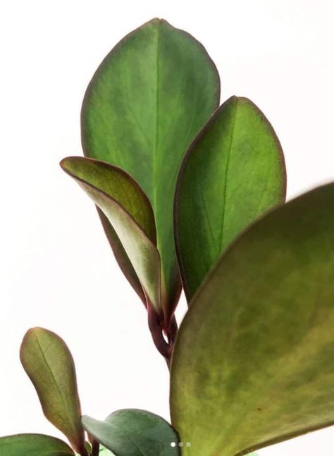 Peperomia Clusiifolia Care in a Nutshell The Peperomia Clusiifolia has all-natural characteristics of a typical tropical plant as it belongs to the Peperomia genus. This variety is indigenous to the West Indies and Mexico as a Herbaceous perennial. This plant has many other interesting names. #peperomia #peperomiaclusiifolia Peperomia Clusiifolia, Interesting Names, Peperomia Plant, Plant Varieties, Best Indoor Plants, Liquid Fertilizer, Parts Of A Plant, House Plant Care, Herbaceous Perennials