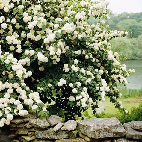 Landscape Edit, Flower Hedge, Snowball Viburnum, Ethereal Garden, Farmhouse Landscape, Viburnum Opulus, Flowers Growing, Backyard Privacy, Garden Vines