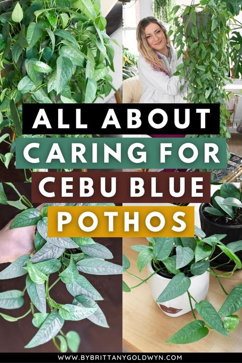 Cebu Blue Pothos is easy to care for. Learn all about this stunning silver-blue type of pothos, including the light it needs, how to get it to fenestrate, how to propagate it, and more! Cebu Blue Pothos, Blue Pothos, Pothos Care, Cebu Blue, Houseplant Care, Blue Plants, House Plant Care, Easy Plants, Cebu