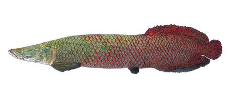 Arapaima Tattoo, Brilliant Tattoo, Eco Textile, Dragon Fish, Water Creatures, Fish Tattoo, Fish Illustration, All Fish, River Fishing