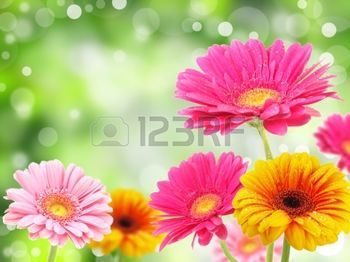 pink Gerber Daisies: Gerber flowers Stock Photo Frühling Wallpaper, Spring Desktop Wallpaper, Daisy Background, Bon Courage, Daisy Wallpaper, Gerber Daisies, Gerbera Daisy, Bright Flowers, Flower Images