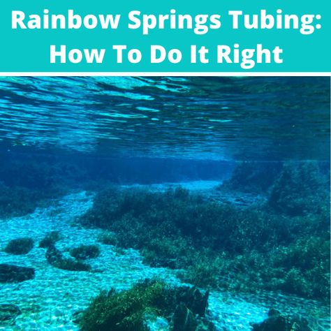 Seems like it’s always hard to get a full run-down on the details that you need to plan a trip to the Florida springs. Some use private concessionaires, some have trams, some have multiple entrances! Well, here’s a comprehensive overview for visiting Rainbow Springs, Florida.  Rainbow Springs essentially has 3 different entrances: 1) Rainbow River Florida, Rainbow Springs Florida, Natural Springs In Florida, Rainbow Lake, Rainbow River, Florida Attractions, Rainbow Springs, River Float, Florida Adventures