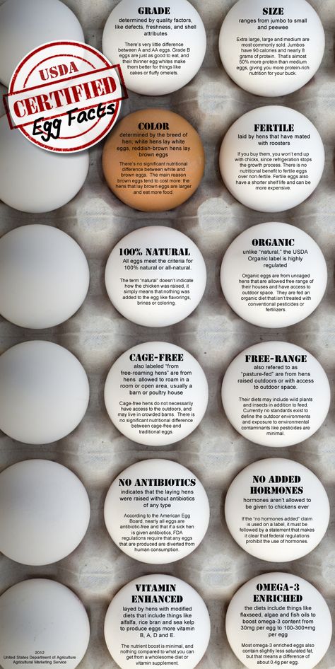 Understanding USDA Certified Eggs | The Infographic Great site on information for Eggs. Egg Facts, Cage Free Eggs, Family And Consumer Science, Agriculture Education, Food Label, Food Science, Egg Carton, Food Facts, Unhealthy Food