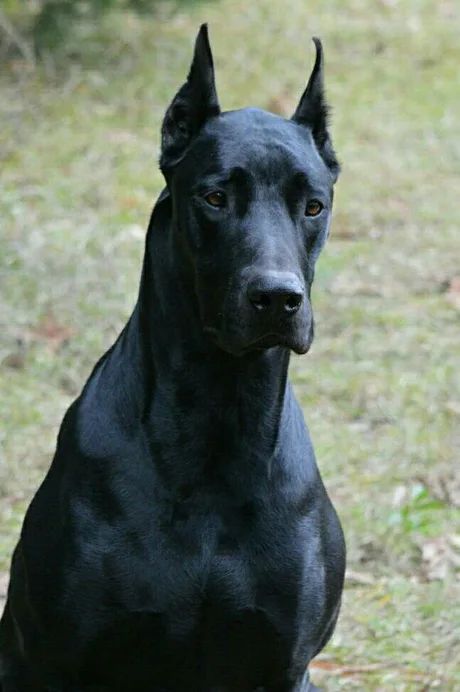 The Doberdane. A Doberman Great Dane mix. - 9GAG Doberman Puppies, Black Doberman, Doberman Pinscher Puppy, Great Dane Mix, Doberman Love, Doberman Pinscher Dog, Doberman Puppy, Doberman Dogs, Guard Dogs