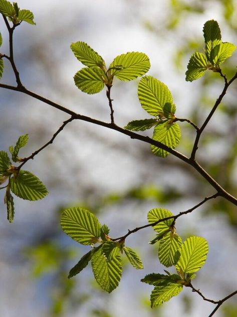 European Beech Tree, Beech Tree Leaves, Types Of Trees, Branch Drawing, Beech Trees, Beech Tree, Tree Leaves, Character Portraits, Runes