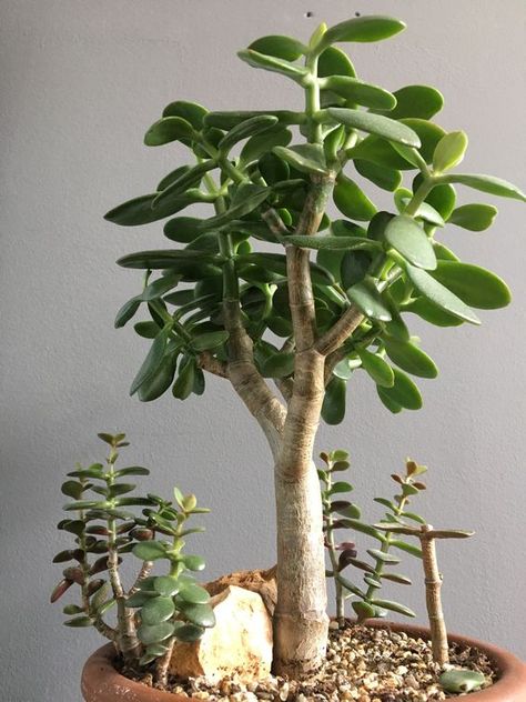 Jade Bonsai, Lucky Plant, Succulent Bonsai, Plantas Bonsai, Diy Plant Hanger, Crassula Ovata, Best Indoor Plants, Jade Plants, Bonsai Plants