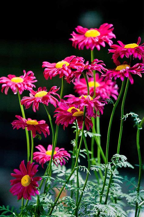 Painted daisies add a splash of much-wanted color to the late season garden. Learn how to grow them with our tips: https://gardenerspath.com/plants/flowers/grow-painted-daisy/ Painted Daisy Flower, Frangipani Garden, Painted Daisies, Painted Daisy, Rose Gardening, Daisy Love, Daisy Painting, Mid Summer, Urban Gardening