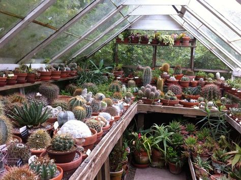 Cactus Greenhouse, House Cactus, Aesthetic Cactus, What Is Interior Design, Cactus Collection, Community Website, Allotment Gardening, Future Garden, West Cork