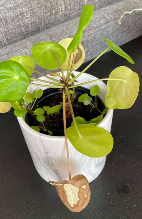 One of the most common and dangerous problems you'll face when taking care of your pilea plants is root rot. It's a sneaky disease that eats away at your Pilea's roots, killing the plant from Pilea Peperomioides Care, Pilea Plant Care, Pilea Plant, Plant Leaves Turning Yellow, Dollar Plant, Chinese Plants, Paint House, Gardening Indoors, Peperomia Plant