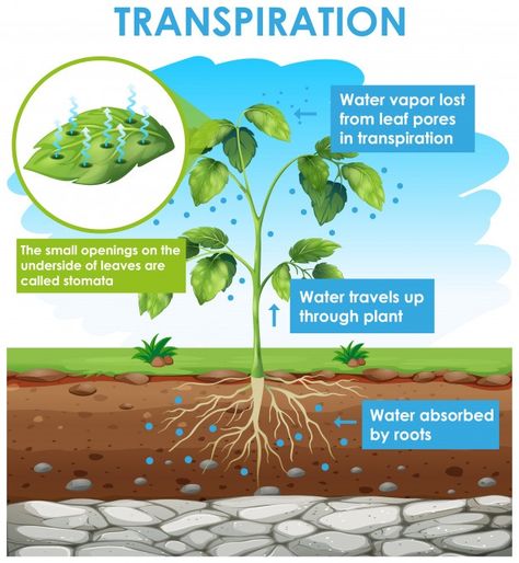 Diagram showing transpiration in plant F... | Free Vector #Freepik #freevector #tree #leaf #education #nature Photosynthesis Activities, Biology Plants, Plant Physiology, Science Clipart, Plant Activities, Basic Anatomy And Physiology, Biology Facts, Primary Science, Biology Lessons