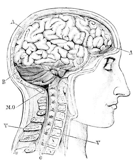 Beautiful line drawing Brain Side View, Brain And Spinal Cord, Brain Drawing, Manga Drawing Tutorials, Anatomy Study, Profile View, Spinal Cord, Side Profile, Beautiful Lines