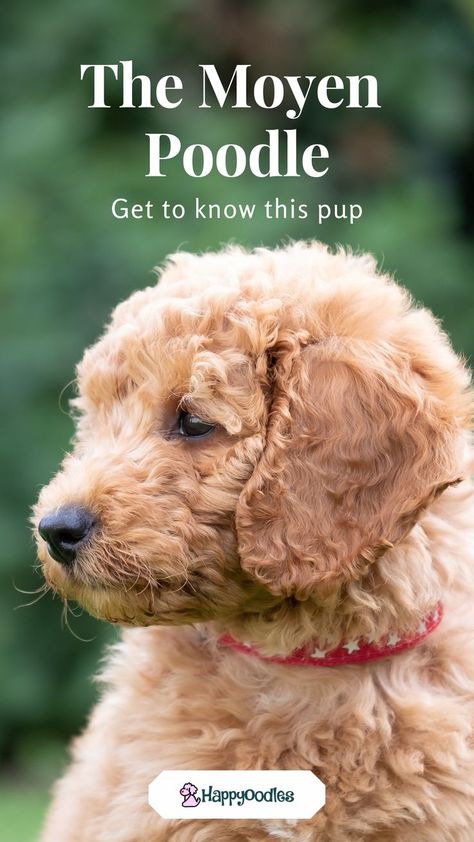 Moyen Poodle, Medium Sized Dog, Poddle, Rare Breed, American Kennel Club, Medium Sized Dogs, Standard Poodle, Dog Pin, Poodle Dog