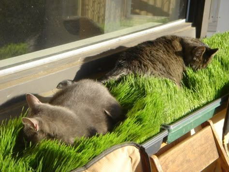 Wheat Grass lawn Katt Hus, Katt Diy, Katt Grejer, Kat Diy, Chat Diy, Cat Patio, Cat Grass, Cat Playground, Cat Window