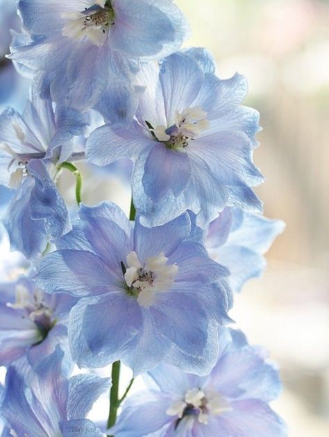 Photo Blue Delphinium, Light Blue Aesthetic, Delphinium, Beautiful Blooms, Love Flowers, My Flower, Pretty Flowers, Shades Of Blue, Blue Flowers