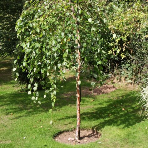 Betula nigra 'Summer Cascade'® | Frank P Matthews Betula Nigra, Betula Pendula, River Birch, Yellow Autumn, Autumn Colours, Ornamental Trees, Backyard Inspo, Tree Care, One Summer