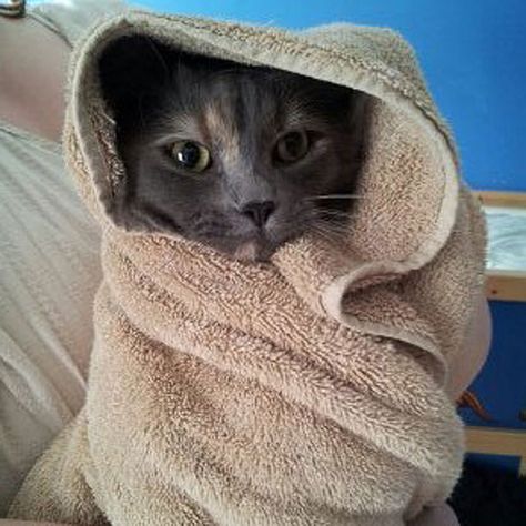 A cat wrapped up in a towel after a bath. Cat Showering, Cat Bathing Tips, Animals Taking A Bath, Cat Taking A Bath, Cat Wash, How To Bathe A Kitten, Cat Towel, Tiktok Trends, Cat Exercise