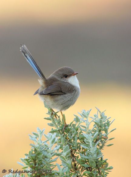 Bird Sitting, Kinds Of Birds, Australian Birds, Airbrush Art, Pretty Birds, Bird Photo, Colorful Birds, Cute Birds, Little Birds