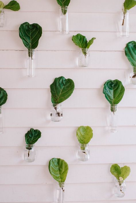 Propagation Wall, Plants Low Light, Indoor Plants Low Light, Plants In Jars, Garden Scissors, Hanging Hats, Weekend Crafts, Simple Bangle, Plant Guide