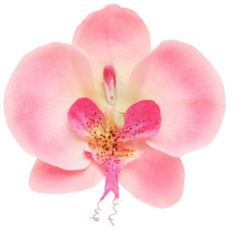 Orchid Clip, Flowers In Your Hair, Flower Icons, Cosmopolitan Magazine, Phalaenopsis Orchid, Flower Therapy, No Rain, Tropical Vacation, Tropical Flowers