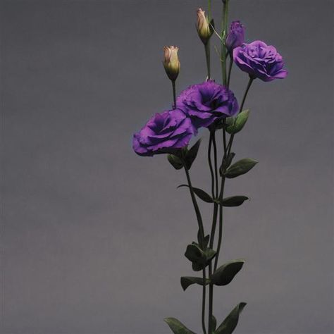 Purple Lisianthus, Winter Plants, Early Spring, Cut Flowers, Wedding Flowers, Abc, Vase, Purple, Plants