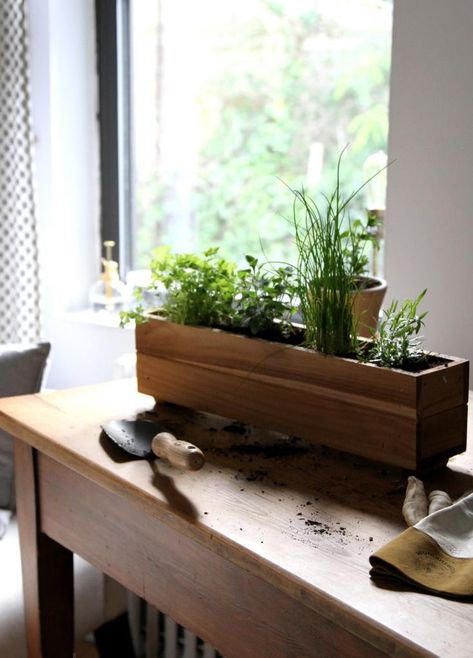 Cilantro + herbs window box Window Box Herb Garden, Indoor Window Planter, Apartment Herb Gardens, Windowsill Herb Garden, Vertical Herb Gardens, Small Herb Gardens, Herb Garden Design, Vertical Herb Garden, Small Backyard Gardens