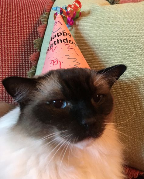 Seal Mitted Ragdoll Cat, Caymus, Turns 12 Years Old! http://www.floppycats.com/happy-12th-birthday-caymus.html Party Cat, Cat With Birthday Hat, Cat Bday, Birthday 12, Birthday Cat, Birthday Photo, Cat Birthday Funny, Happy 12th Birthday, Birthday Cake For Cat