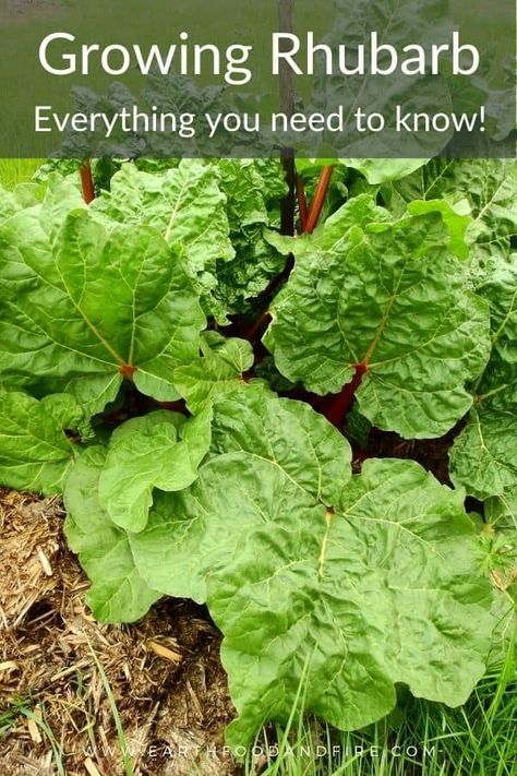 Growing Rhubarb, Rhubarb Plants, Easy Perennials, Growing Tomatoes In Containers, Perennial Vegetables, Vegetable Garden For Beginners, Creative Gardening, Hydroponic Gardening, Growing Tomatoes