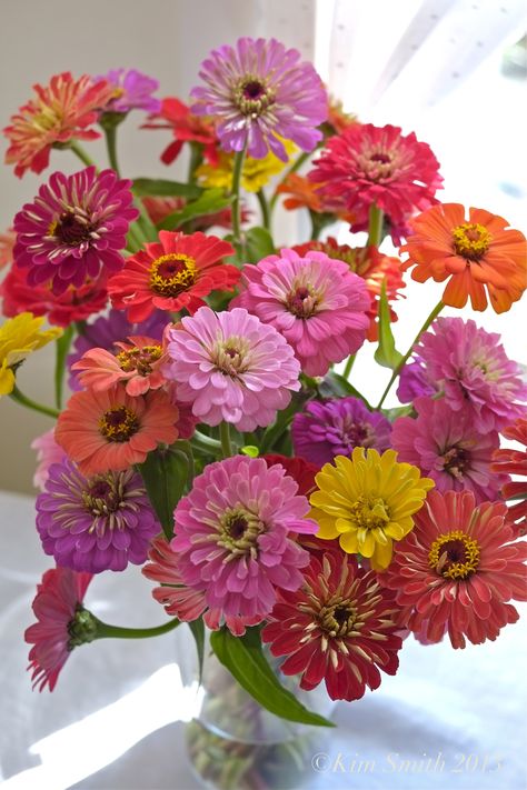 Zinnia Bouquet, Zinnia Garden, Zinnia Elegans, Pinterest Guide, Zinnia Flowers, Flower Guide, Cut Flower Garden, 수채화 그림, Seasonal Flowers