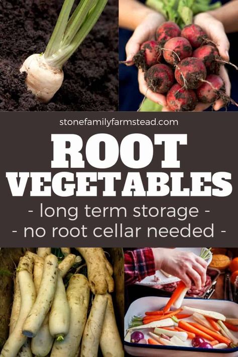 Growing a ton of root vegetables, but have no idea how to keep them fresh for the year? No worries -- you can learn root vegetable storage pretty easily! Use these carrot, onion and potato storage ideas for your more commonly used root veggies, PLUS learn how to store other root veggies like beets, sweet potato, and more! Each root veggie has it's own temperature and humidity preferences, and as long as you follow those, you'll be enjoying root veggies all year! #vegetables #storage #longterm Potato Storage Ideas, Root Vegetable Storage, Storing Onions And Potatoes, Beets Sweet Potato, Onion And Potato Storage, Storing Root Vegetables, Vegetable Storage Ideas, Carrot Storage, How To Store Carrots