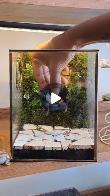 GreenRoom on Instagram: "We can't stop making these Diorama Terrariums. So in love with this scene" Diorama Terrarium, Terrarium Scene, So In Love, Terrarium, Doll House, In Love, Dolls, Canning, On Instagram