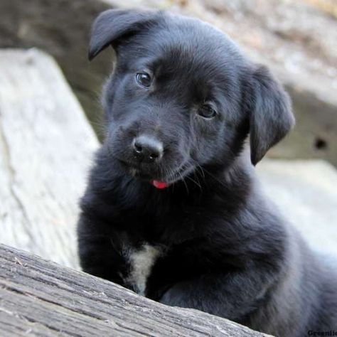 Lab Pitbull Mix Puppy, Beagle Mix Puppies, Lab Mix Puppies, Puppy Stages, Unique Dog Breeds, Puppy Find, Greenfield Puppies, Puppy Images, Black Lab Puppies