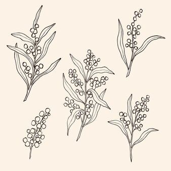 Fine Line Wattle Tattoo, Australian Native Flowers Illustration, Wattle Illustration, Native Australian Flowers Tattoo, Christmas Aussie, Native Drawings, Stitch Journal, Plant Sketches, Native Tattoos