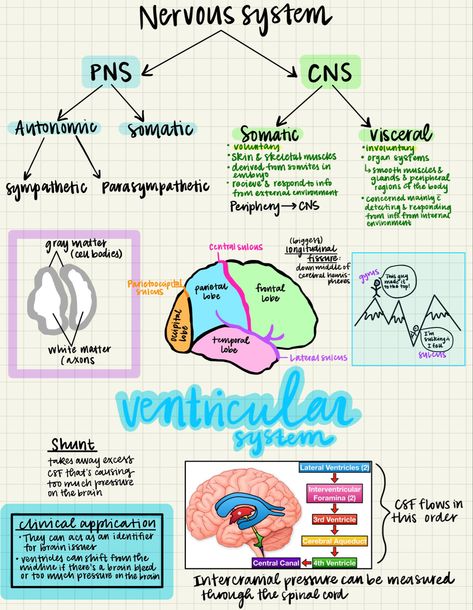 Anatomy notes for PA, nursing and medical students Neuro Anatomy Notes, Nervous System Anatomy Notes, Neurophysiology Notes, Human Nervous System Notes, Human Brain Notes, Cns Nervous System, Nervous System Notes Aesthetic, Brain Diagram Psychology, Immune System Notes