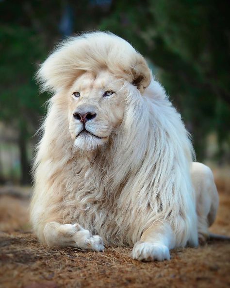 https://www.boredpanda.com/wildlife-photography-lions-simon-needham/?utm_source=newsletter White Lion, Lion, Human, Photography, On Instagram, White, Instagram