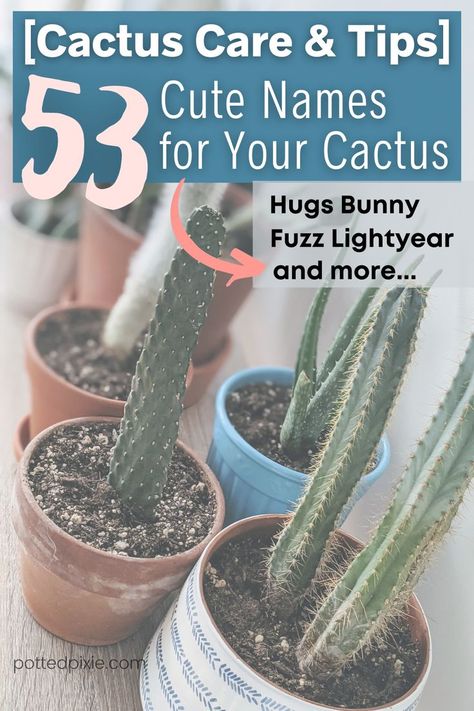 Fun Names, Cactus Names, Cactus Indoor, Cactus Care, Show Movie, Indoor Cactus, Cactus Types, Funny Names, Cute Names