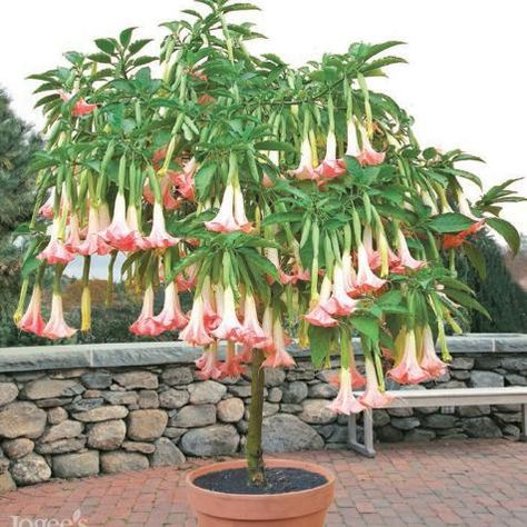 Angel Trumpet Plant, Hgtv Garden, Angel Trumpet, Angel S, Bonsai Flower, Fast Growing Trees, Patio Plants, Bonsai Garden, Rare Flowers