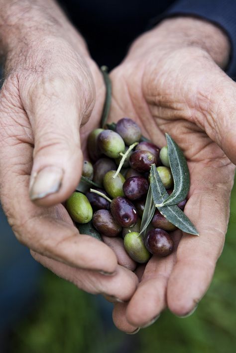 . Olive Harvest, Hands Holding, Olive Gardens, Olive Tree, Olive Branch, Garden Supplies, Country Life, Food Styling, Toscana