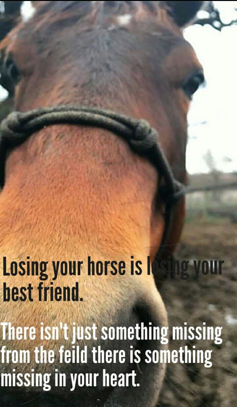 Losing A Horse, Losing A Best Friend, Hunter Jumping, Sarah Stone, Horse Sayings, Rodeo Quotes, Equine Quotes, Horse Quote, Horse Quotes Funny