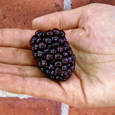 Blackberry Plant, Blackberry Patch, Thornless Blackberries, Blackberry Plants, Plants Under Trees, Berry Patch, Zone 7, Berry Plants, Aquaponics System