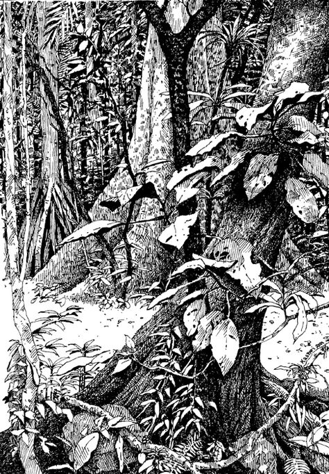 BCIShannonTrail2001 Ink Drawing Techniques, Forest Drawing, Drawing Eyes, Arte Alien, 흑백 그림, White Drawing, Pen Sketch, Nature Drawing, Plant Drawing