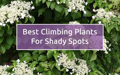 Shade-loving climbers are ideal for brightening up dark north and east-facing walls and fences. These shaded spaces are often unused in the garden, but there are plenty of plants hardy enough to thrive there. Climbers are also a great way to maximise your garden space and cover Climbers For Shady Walls, Climbing Hydrangea Fence, Shade Loving Climbing Perennials, Plants For North Facing Gardens, Shady Climbers, Shady Garden Ideas Uk, Climbing Plants For Shade, Shady Courtyard, Climbers For Shade