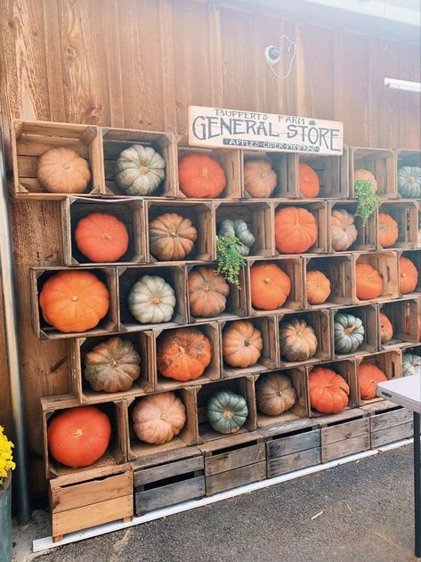 Fall Vendor Market, Gourd Display Ideas, Fall Market Display Ideas, Fall Farmers Market Display, Farmers Market Pumpkin Display, Fall Event Ideas For Work, Garden Market Ideas, Fall Farm Stand Ideas, Fall Farmers Market Ideas