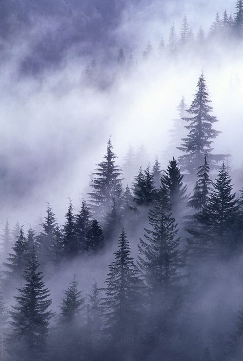 Telephoto of fog rising from Stevens Canyon through evergreens along the flanks of the valley Evergreen Fog, 숲 사진, Concept Model, Forest Tattoos, Foggy Forest, Misty Forest, 수채화 그림, Tree Tattoo, Route 66